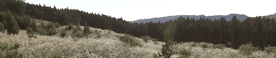 ススキの空撮